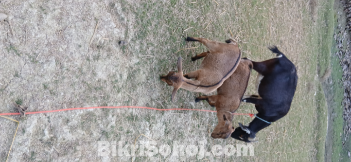 ব্লাকবেঙ্গল ছাগল ৩টা